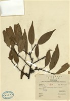 藏品(珍珠蓮)的圖片